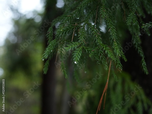 日本の自然風景。春の訪れ。めぶき。自然