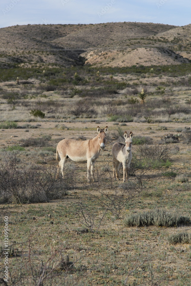 Big Bend National Park, Texas Big Bend National Park, Texas