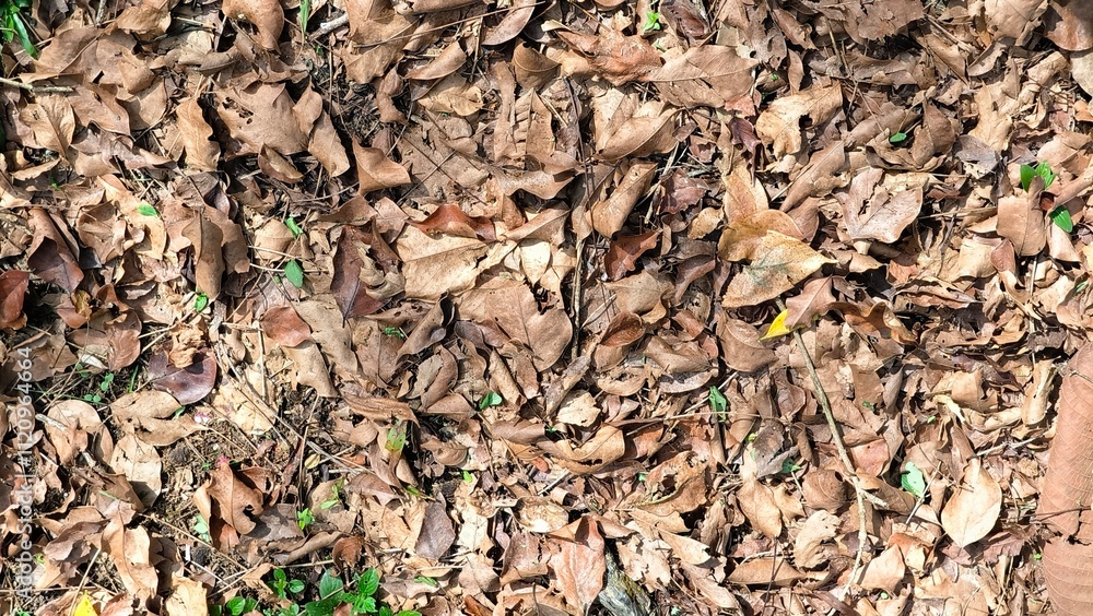 dried leaves on the forest floor texture background dried leaves on the forest floor texture background
