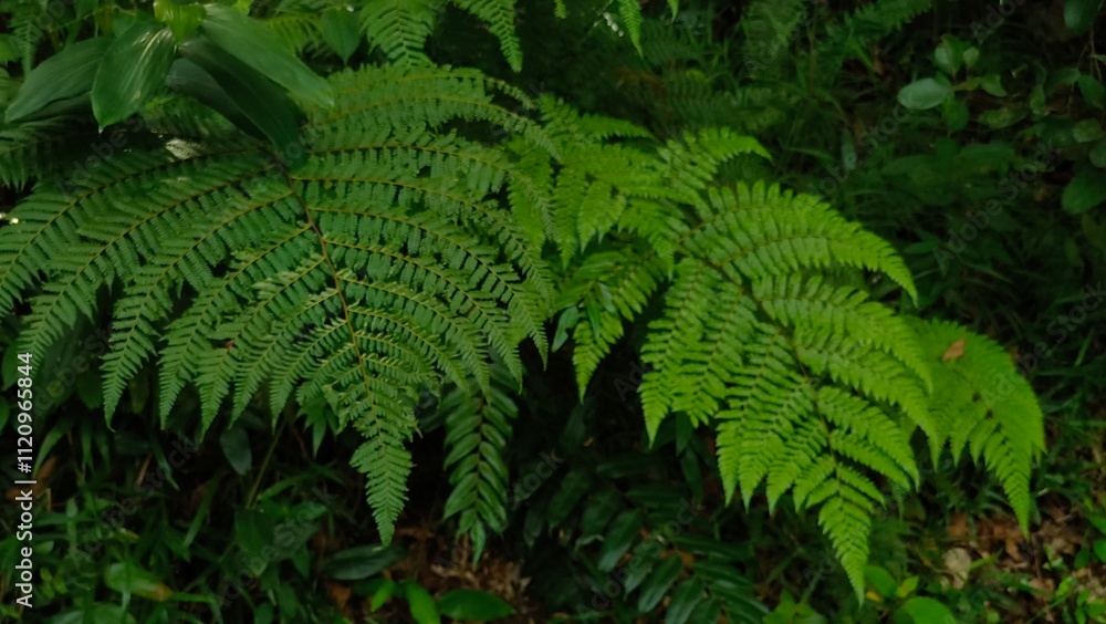lush fern leaves in the forest lush fern leaves in the forest