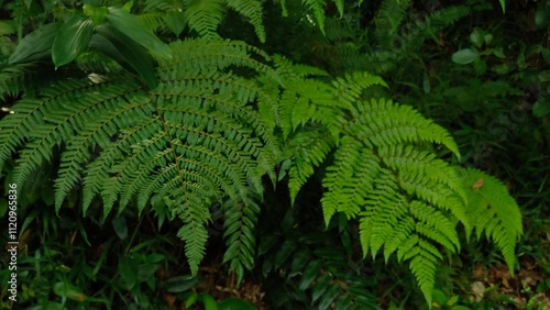 lush fern leaves in the forest