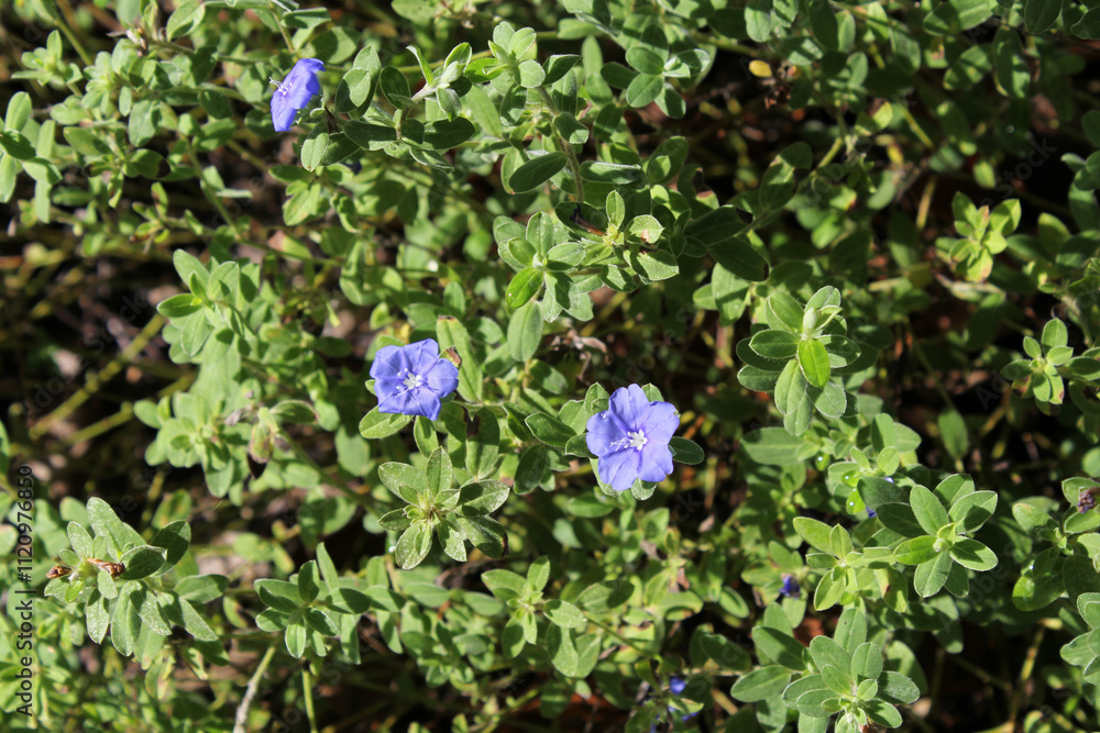 Blue flowers and green leaves on a Dwarf Morning Glory (Evolvulus) plant in a garden