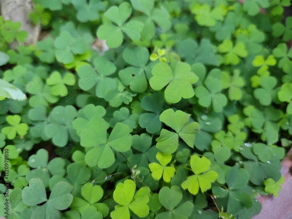 Closeup of clover leaves in a green garden and forest with fresh grass and vibrant spring flora Closeup of clover leaves in a green garden and forest with fresh grass and vibrant spring flora