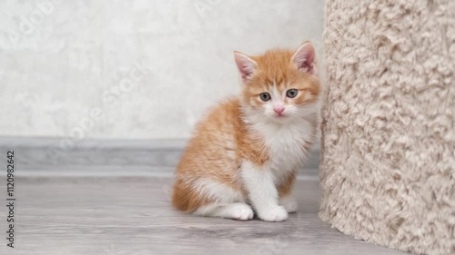 Cute red kitten on a light background