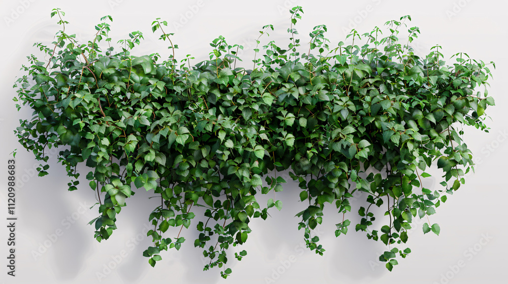 Obraz premium Wall Creeper Plants: 3D renderings on transparent backgrounds, designed for illustration, digital composition, and architectural visualization.
