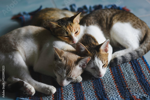 three cats lying closely together on a surface. The cats have different fur patterns and colors.