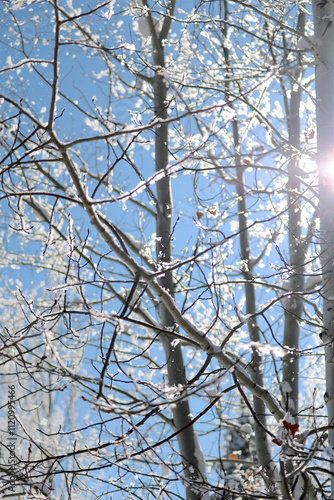 Aspen Tree Branches Covered in Snowflakes Against a Blue Sky