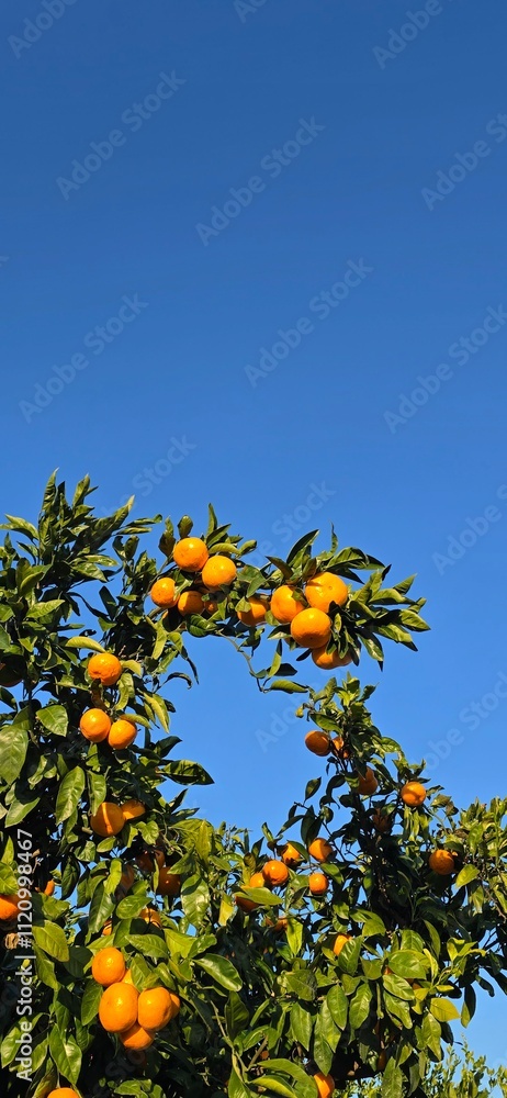 orange tree against blue sky