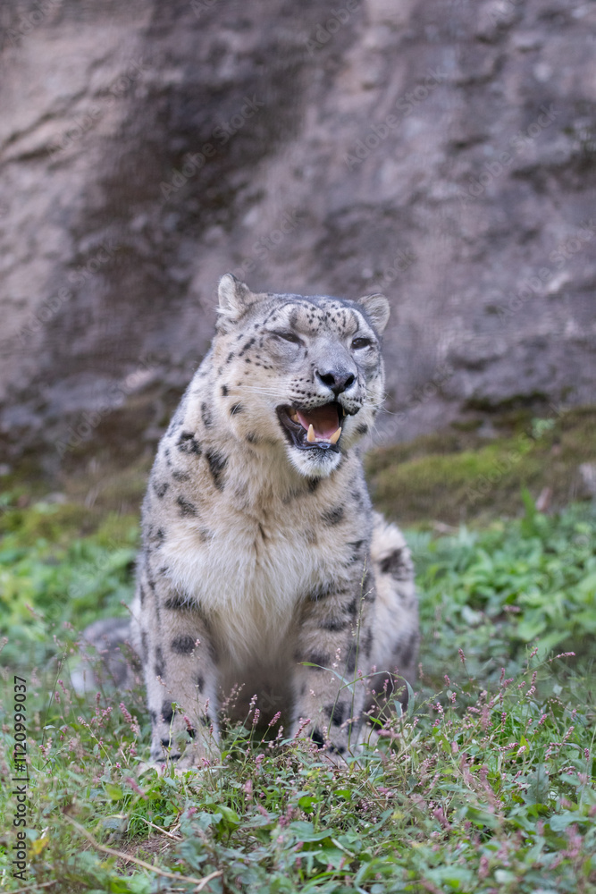 Naklejka premium 座ってくつろぐ可愛い動物園のユキヒョウ