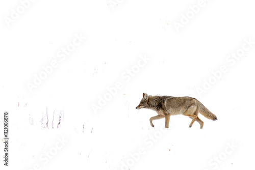 Canvas-taulu Yellowstone Coyote Walking in Snow