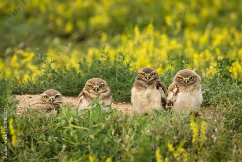 Bilde på lerret Burrowing Owl Chicks in Height Order