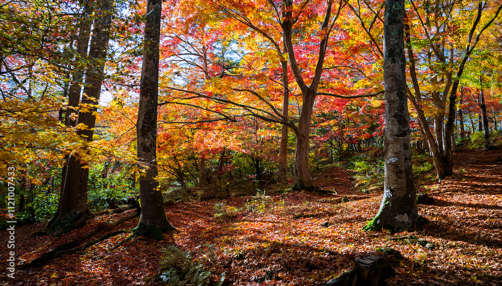 Fototapeta premium Golden leaves carpet the forest floor, casting a vibrant autumnal glow