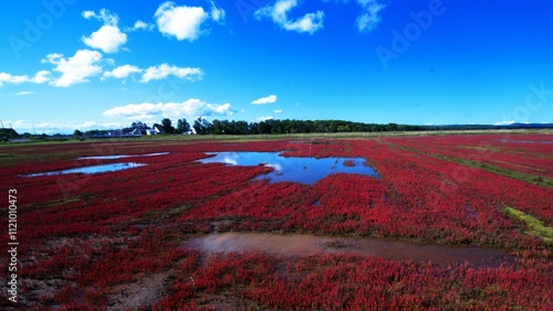 真っ赤に染まるサンゴ草 photo