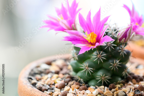 Mammillaria Schumannii cactus pink flower in full bloom. photo