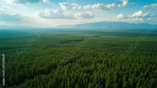 Stunning Aerial View of Endless Russian Forest, Lush Green Coniferous Trees, Distant Mountains, and Blue Sky