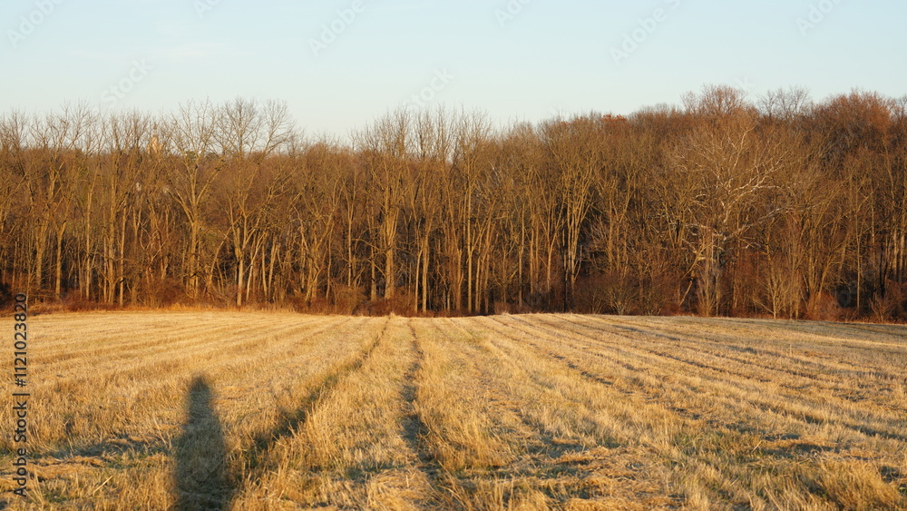 The forest landscape with the sunset sunlight on them in winter The forest landscape with the sunset sunlight on them in winter