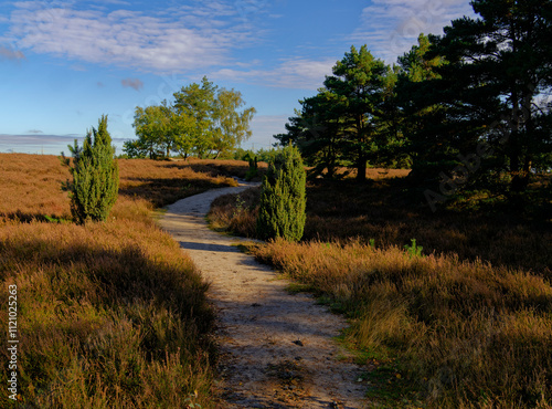 Landschaft in der  Kirchdorfer Heide bei Kirchdorf, Landkreis Diepholz, Niedersachsen, Deutschland