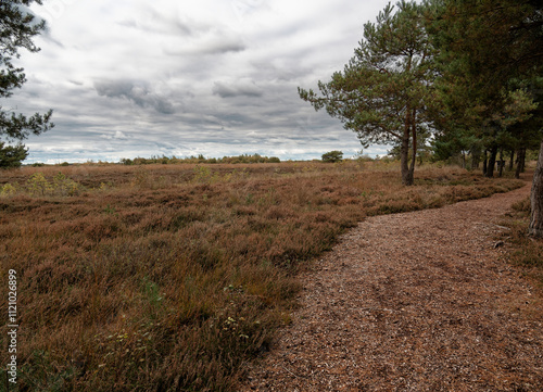 Landschaft im Neustädter Moor im Naturpark Dümmer, Landkreis Diepholz, Niedersachsen, Deutschland