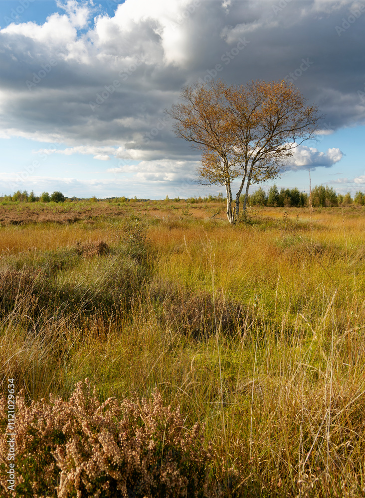 Landschaft im Oppenweher Moor im Naturpark Dümmer, Landkreis Diepholz, Niedersachsen, Deutschland Landschaft im Oppenweher Moor im Naturpark Dümmer, Landkreis Diepholz, Niedersachsen, Deutschland