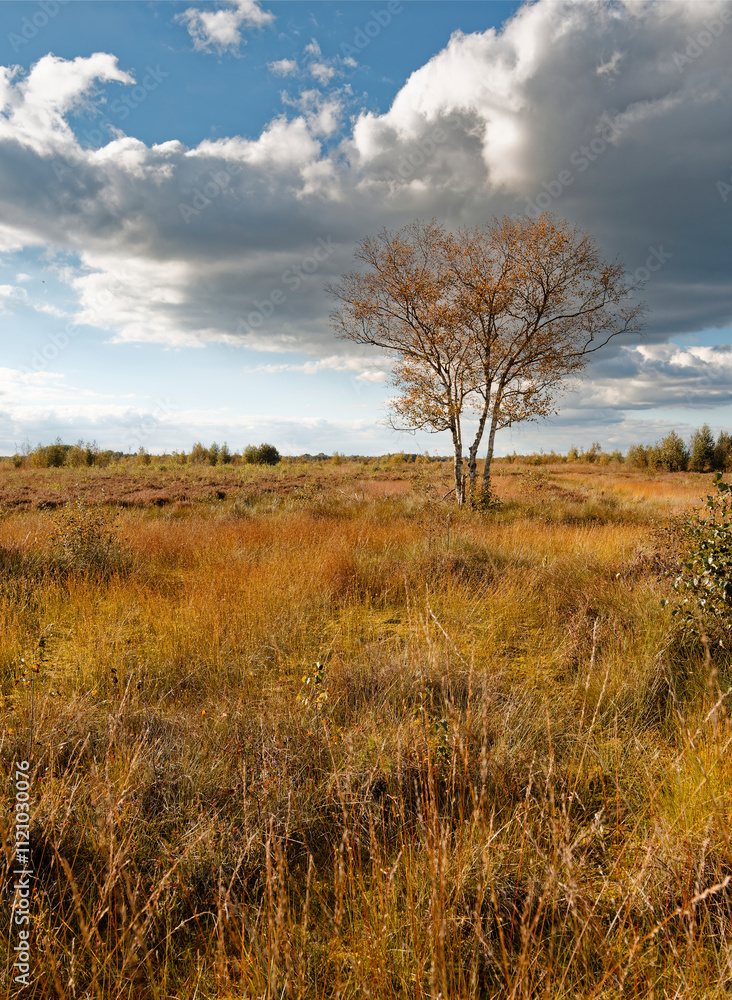 Landschaft im Oppenweher Moor im Naturpark Dümmer, Landkreis Diepholz, Niedersachsen, Deutschland Landschaft im Oppenweher Moor im Naturpark Dümmer, Landkreis Diepholz, Niedersachsen, Deutschland