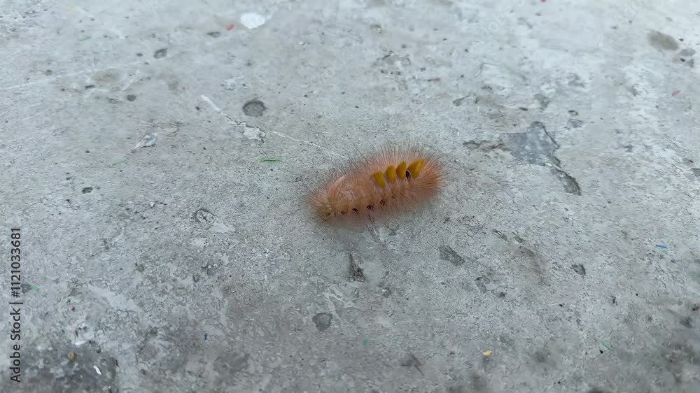 Closeup view of a Sycamore moth caterpillar crawling on a concrete floor Closeup view of a Sycamore moth caterpillar crawling on a concrete floor
