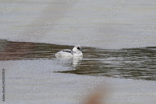 凍った池を泳ぐミコアイサ photo