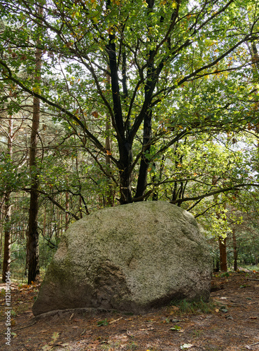 Landschaft in der  Kirchdorfer Heide bei Kirchdorf, Landkreis Diepholz, Niedersachsen, Deutschland photo