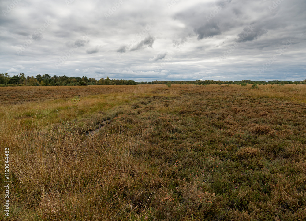 Landschaft im Neustädter Moor im Naturpark Dümmer, Landkreis Diepholz, Niedersachsen, Deutschland Landschaft im Neustädter Moor im Naturpark Dümmer, Landkreis Diepholz, Niedersachsen, Deutschland