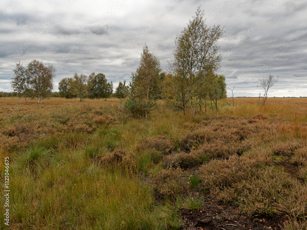 Obraz premium Landschaft im Neustädter Moor im Naturpark Dümmer, Landkreis Diepholz, Niedersachsen, Deutschland
