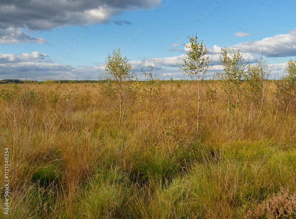 Landschaft im Oppenweher Moor im Naturpark Dümmer, Landkreis Diepholz, Niedersachsen, Deutschland Landschaft im Oppenweher Moor im Naturpark Dümmer, Landkreis Diepholz, Niedersachsen, Deutschland