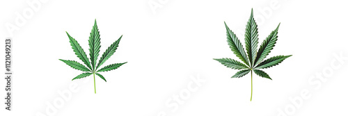 Set of a cannabis leaf, isolated on a transparent background.