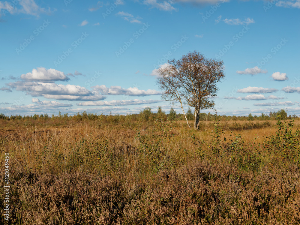 Landschaft im Oppenweher Moor im Naturpark Dümmer, Landkreis Diepholz, Niedersachsen, Deutschland