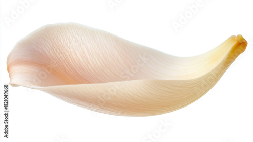 Delicate Beige Flower Petal  Close up Macro Photography