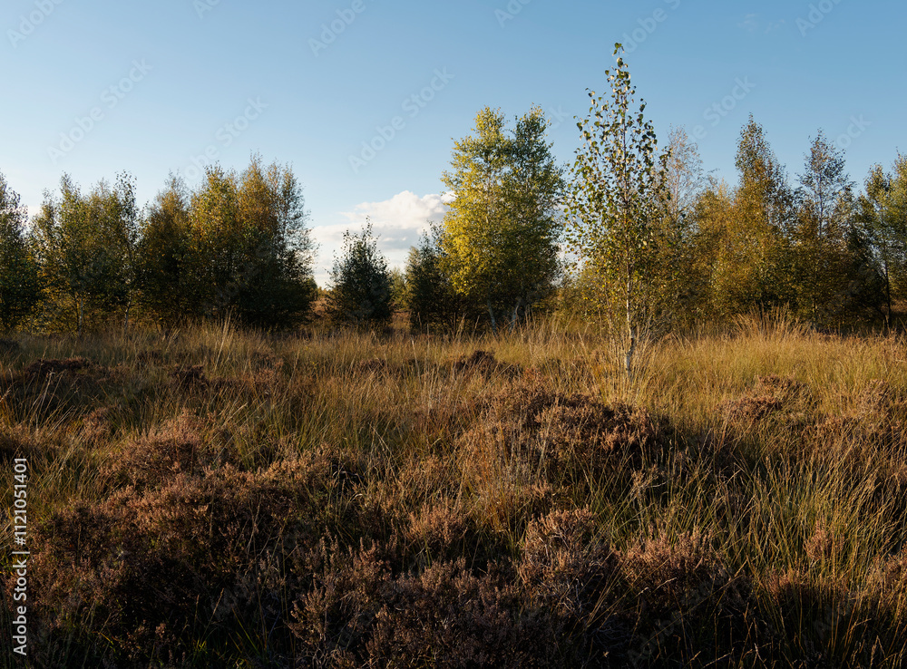 Abendstimmung im Rehdener Geestmoor bei Rehden, Naturpark Dümmer, Landkreis Diepholz, Niedersachsen, Deutschland Abendstimmung im Rehdener Geestmoor bei Rehden, Naturpark Dümmer, Landkreis Diepholz, Niedersachsen, Deutschland