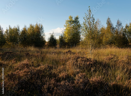 Abendstimmung im Rehdener Geestmoor bei Rehden, Naturpark Dümmer, Landkreis Diepholz, Niedersachsen, Deutschland