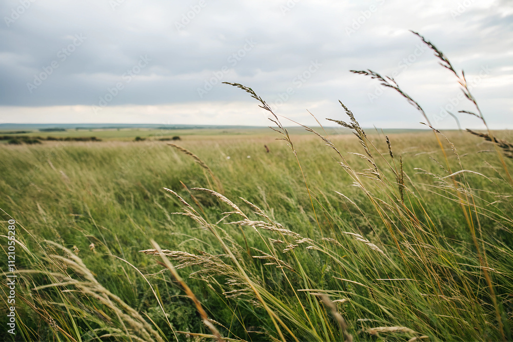 Obraz premium A grass field stretches out in all directions