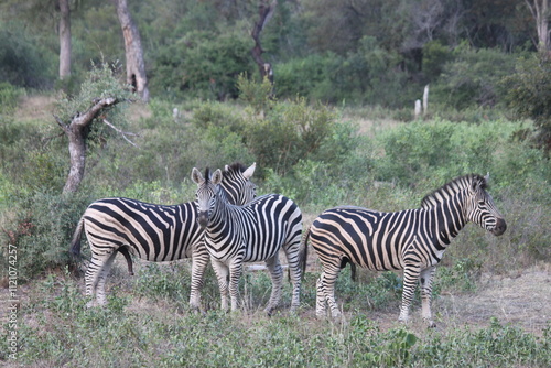 A dazzle of Burchell's Zebra in South Africa photo