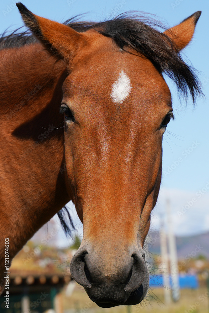 Portrait of a brown horse standing in a sunny meadow with clear blue sky on a bright afternoon Portrait of a brown horse standing in a sunny meadow with clear blue sky on a bright afternoon