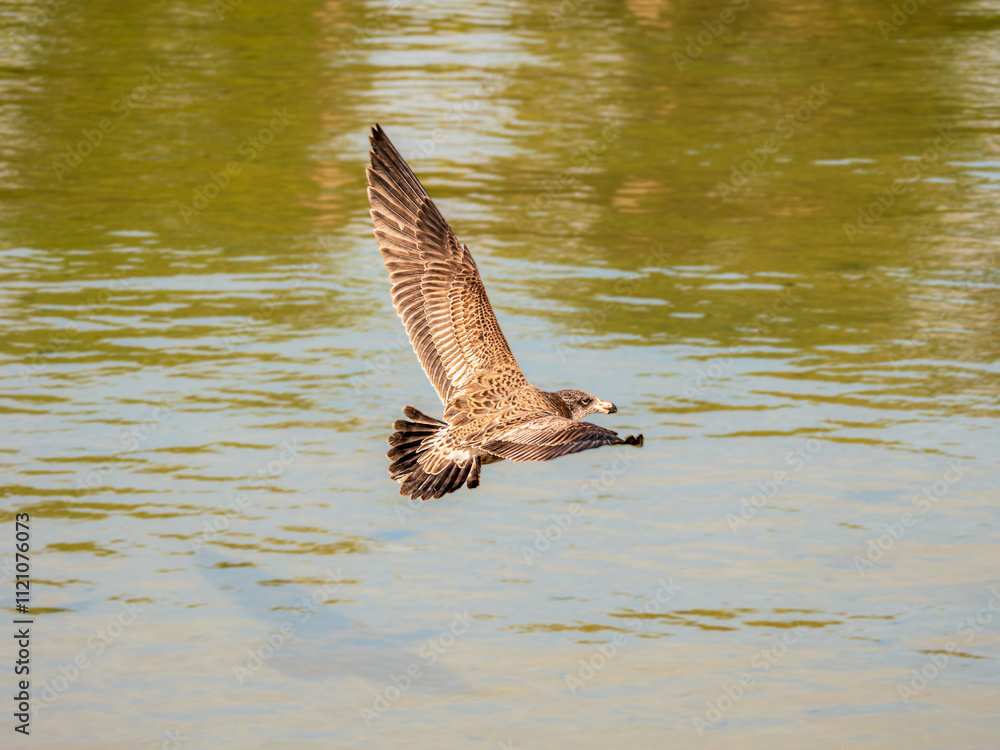 Fototapeta premium Young Pacific Gull With Wings Spread