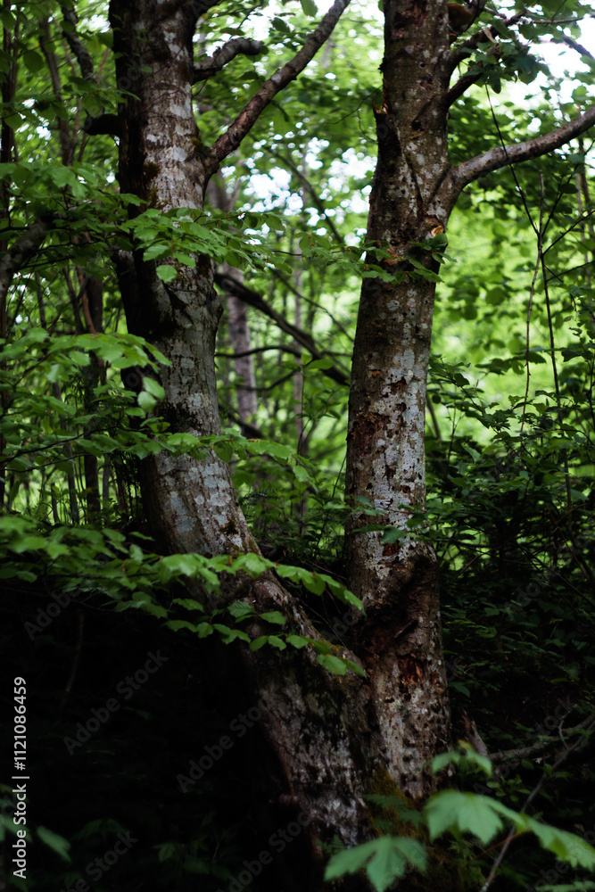 Close-up of Tree Trunks in a Dense Forest Close-up of Tree Trunks in a Dense Forest