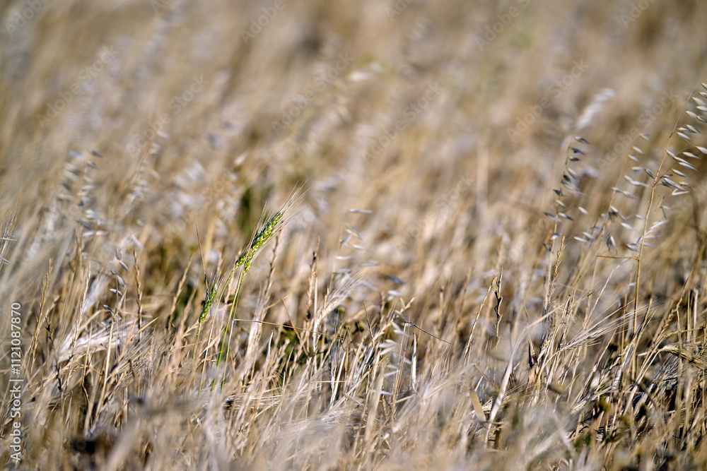 Fototapeta premium Hintergrundbild: Getreidefeld