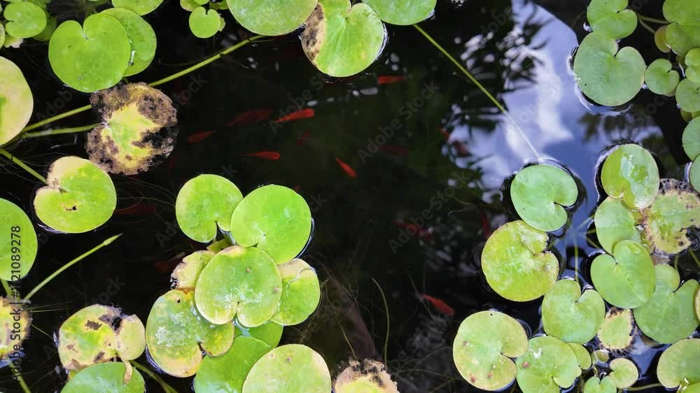 Serene Pond Life: A captivating top-down view of a tranquil pond, teeming with vibrant green lily pads and gracefully swimming fish, creating a picturesque scene of natural beauty. Serene Pond Life: A captivating top-down view of a tranquil pond, teeming with vibrant green lily pads and gracefully swimming fish, creating a picturesque scene of natural beauty.