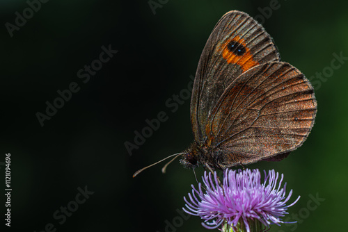 Obraz na płótnie A scotch argus pollinating mountain flowers