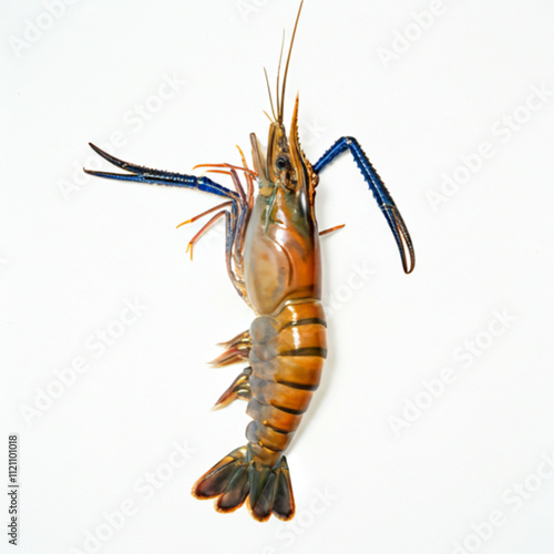 crayfish on white photo