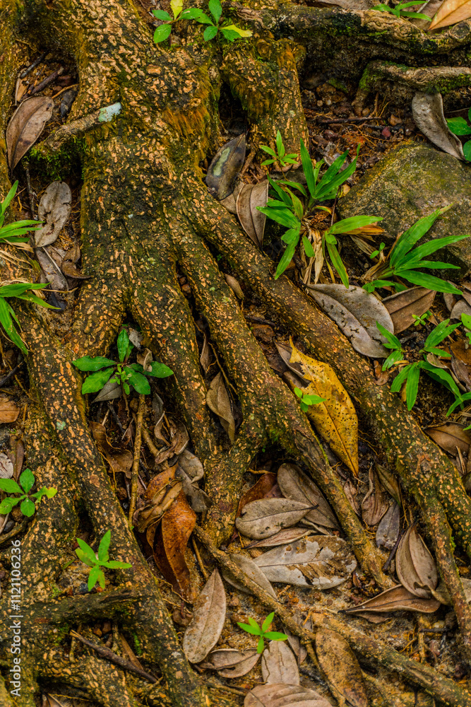 Close-up of moss-covered tree roots showcasing natural texture, earthy tones, and forest biodiversity Close-up of moss-covered tree roots showcasing natural texture, earthy tones, and forest biodiversity