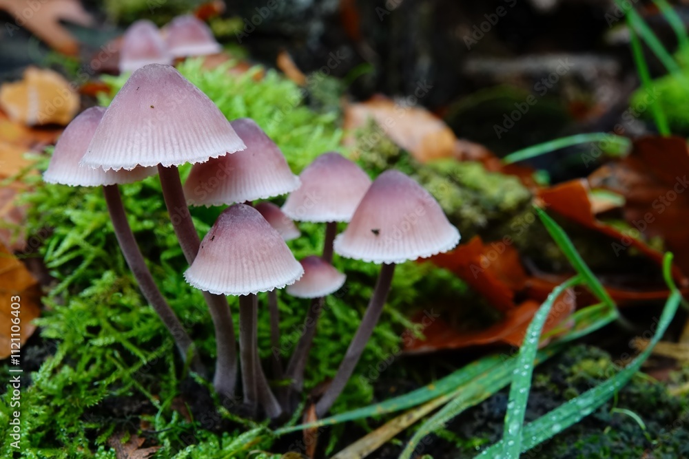 Closeup on a group of Bleeding fairy helmet Pink Mushrooms Mycena haematopus, on Moss in Forest Closeup on a group of Bleeding fairy helmet Pink Mushrooms Mycena haematopus, on Moss in Forest