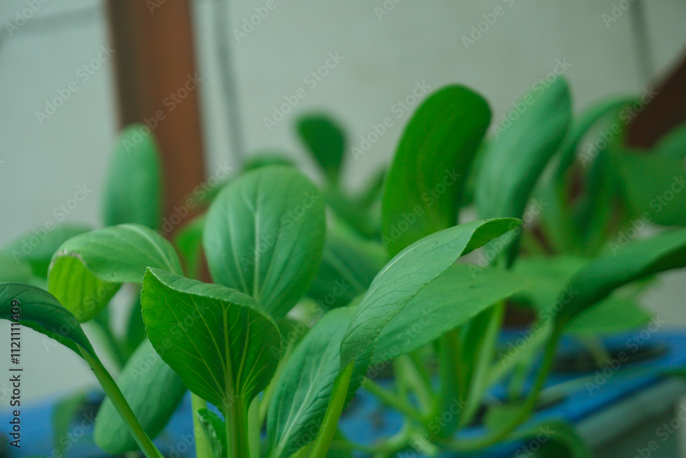 Obraz premium Close up of mustard greens in the garden