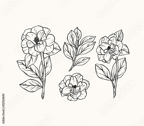 Hand drawn line art camellia flowers collection