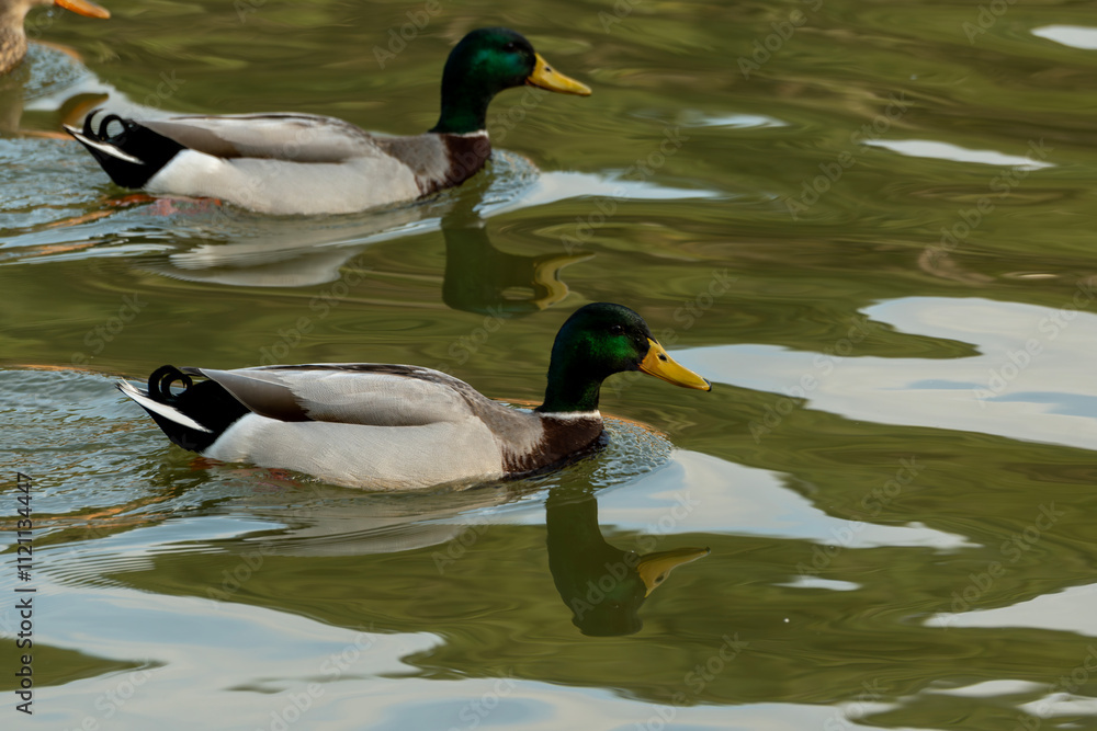 Obraz premium Ducks spend time in water