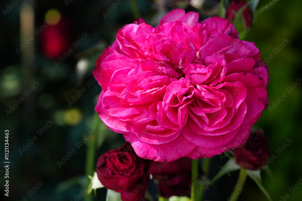 Flowers in the garden for background Flowers in the garden for background